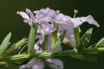 Wing-angle loosestrife